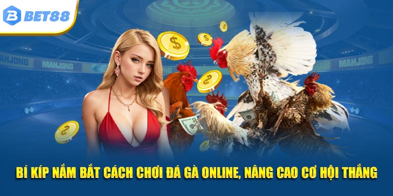 Bí kíp nắm bắt cách chơi đá gà online, nâng cao cơ hội thắng