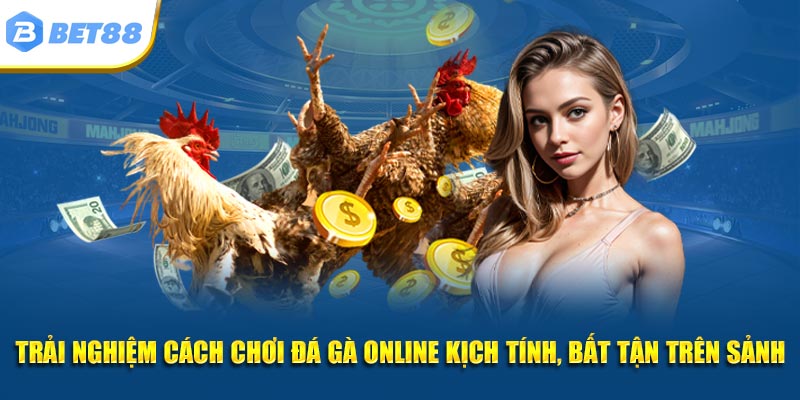 Trải nghiệm cách chơi đá gà online kịch tính, bất tận trên sảnh